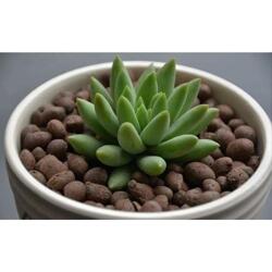 榆林花卉陶粒 陕西适中的绿化陶粒