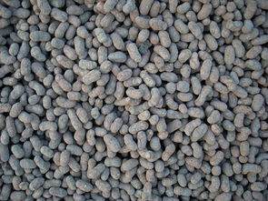 莆田回填垫层陶粒批发价格 欢迎咨询 新中科建材供应